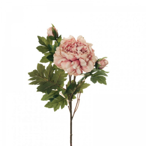 PEONIA X2 H64 PE - pink *