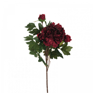 PEONIA X2 H64 PE - burgundy *