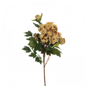 PEONIA X2 H64 PE - light brown *