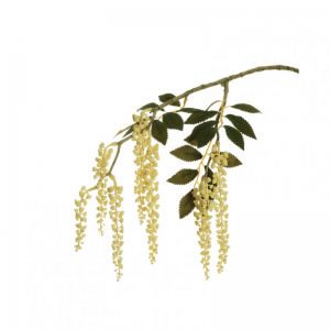 FITOLACCA CADENTE X2 H75 CD - cream *
