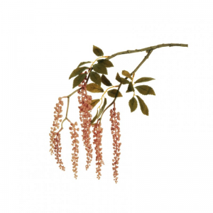 FITOLACCA CADENTE X2 H75 CD - pink *