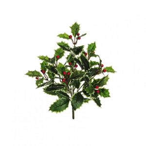 AGRIFOGLIO MAZZO X7 H38 FN - variegated