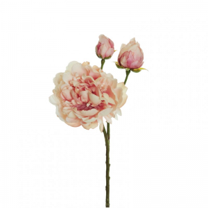 PEONIA X3 H60 PE - cream ant.pink *