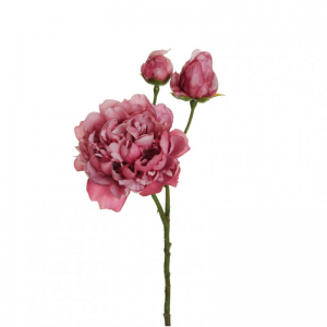 PEONIA X3 H60 PE - mauve *