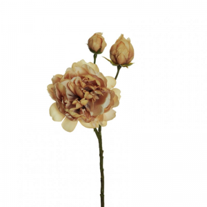 PEONIA X3 H60 PE - ecru *