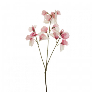 PISELLO ODOROSO X3 H67 PI-cream pink *