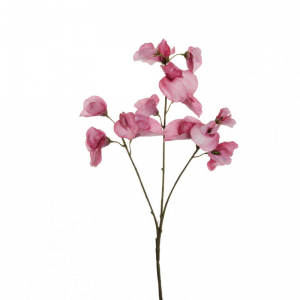 PISELLO ODOROSO X3 H67 PI - mauve *