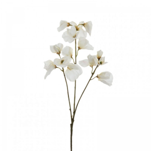 PISELLO ODOROSO X3 H67 PI - white *
