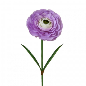 RANUNCOLO GIGANTE D50 H200 - lilac