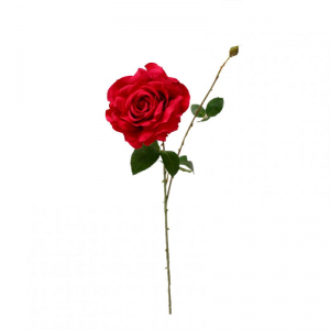 ROSA NINA RO *