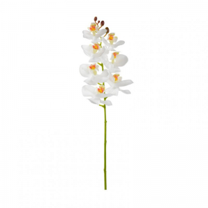 PHALAENOPSIS 6 FIORI H67 OR - cream *