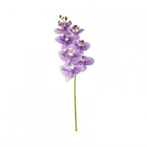 PHALAENOPSIS 6 FIORI H67 OR - lilac *