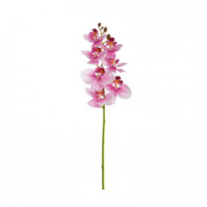 PHALAENOPSIS 6 FIORI H67 OR - pink *