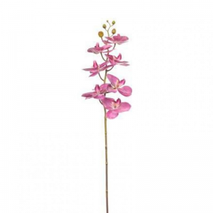 ORCHIDEA PHALAENOPSIS OR - orchid *