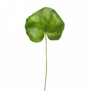 FOGLIA GALAX 10pz H35,5cm FO - verde *