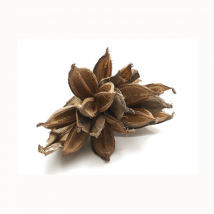 PENCA SOROROCA NATURALE