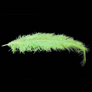 PIUME STRUZZO CM50/60 PZ5-verde