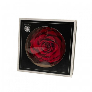 ROSA STABILIZZATA BONITA D9,5 - red