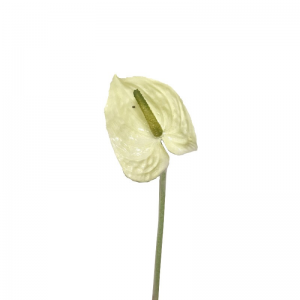 ANTHURIUM SMALL H26 cm AN -white *