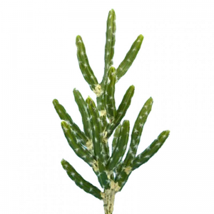 CACTUS CM 65 PG *