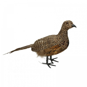 FAGIANO C/PIUME NATURALI H50CM