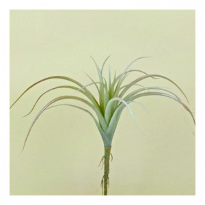 PIANTA TILLANZIA H20CM PN *
