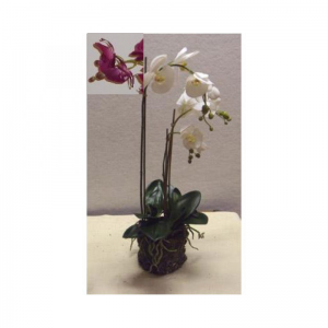 PIANTA PHALAENOPSIS OR *