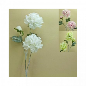 PEONIA X3 H81CM FN -NETTO