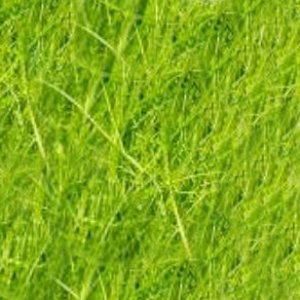 SISAL GR. 250 -verde mela *