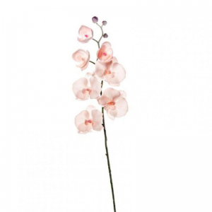 ORCHIDEA PHALAENOPSIS INNEVATA FN
