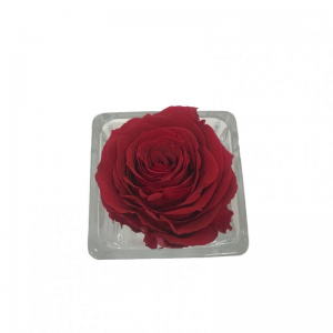 ROSA STABILIZZATA D5,5cm-BOX 4pz-red