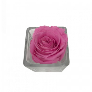 ROSA STABILIZZATA D5,5cm-BOX 4pz-fucsia