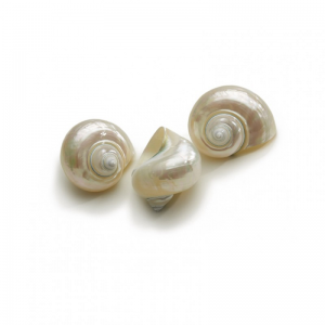 CONCHIGLIA TURBO BURGOS CM 8 - pearl