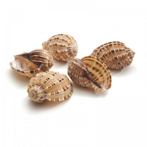 CONCHIGLIE HARPA CM 5 PZ 5