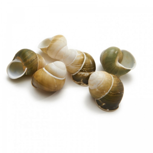 CONCHIGLIE HELICOSTYLA PZ 12