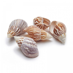 CONCHIGLIE AFRICAN LANDSNAIL 7 cm 12pz