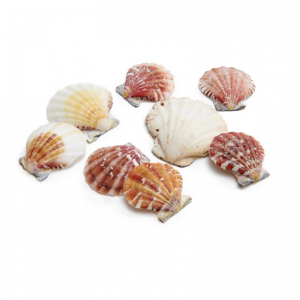 CONCHIGLIE PECTEN VEXILLUM KG1