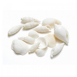 CONCHIGLIE MIX KG 1 - white