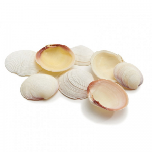 CONCHIGLIE CODAKIA KG 1