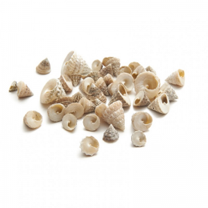 CONCHIGLIE ECHINELLOPSIS KG 1