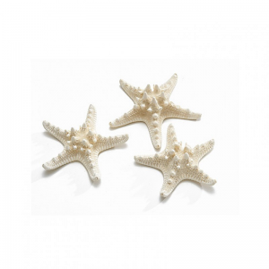 STELLE MARINE 10-15 cm 12pz - bleached