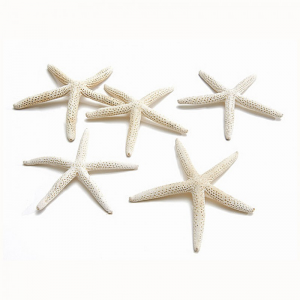 STELLE MARINE 10-15 cm 10pz - bleached