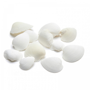 CONCHIGLIE ARCA ARCA KG 1