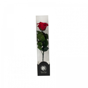 ROSA STABILIZZATA H30 - red