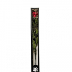 ROSA STABILIZZATA H60 - red