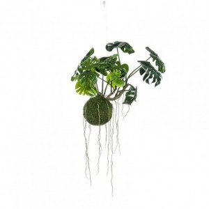 PIANTA MONSTERA 60 cm PN *