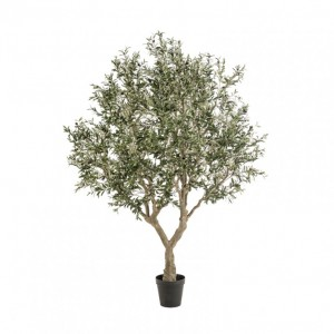 PIANTA OLIVO H250cm PN *