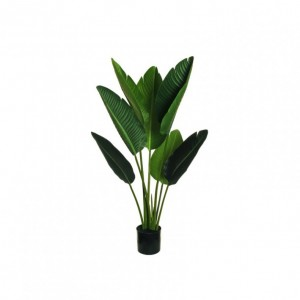 PIANTA STERLIZIA H90 C/VASO PN - green *