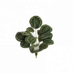 CALATHEA BUSH X18 H80 PN - greenpurple*