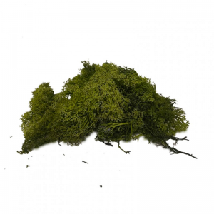 MUSCHIO Nordico 500GR - verde oliva *